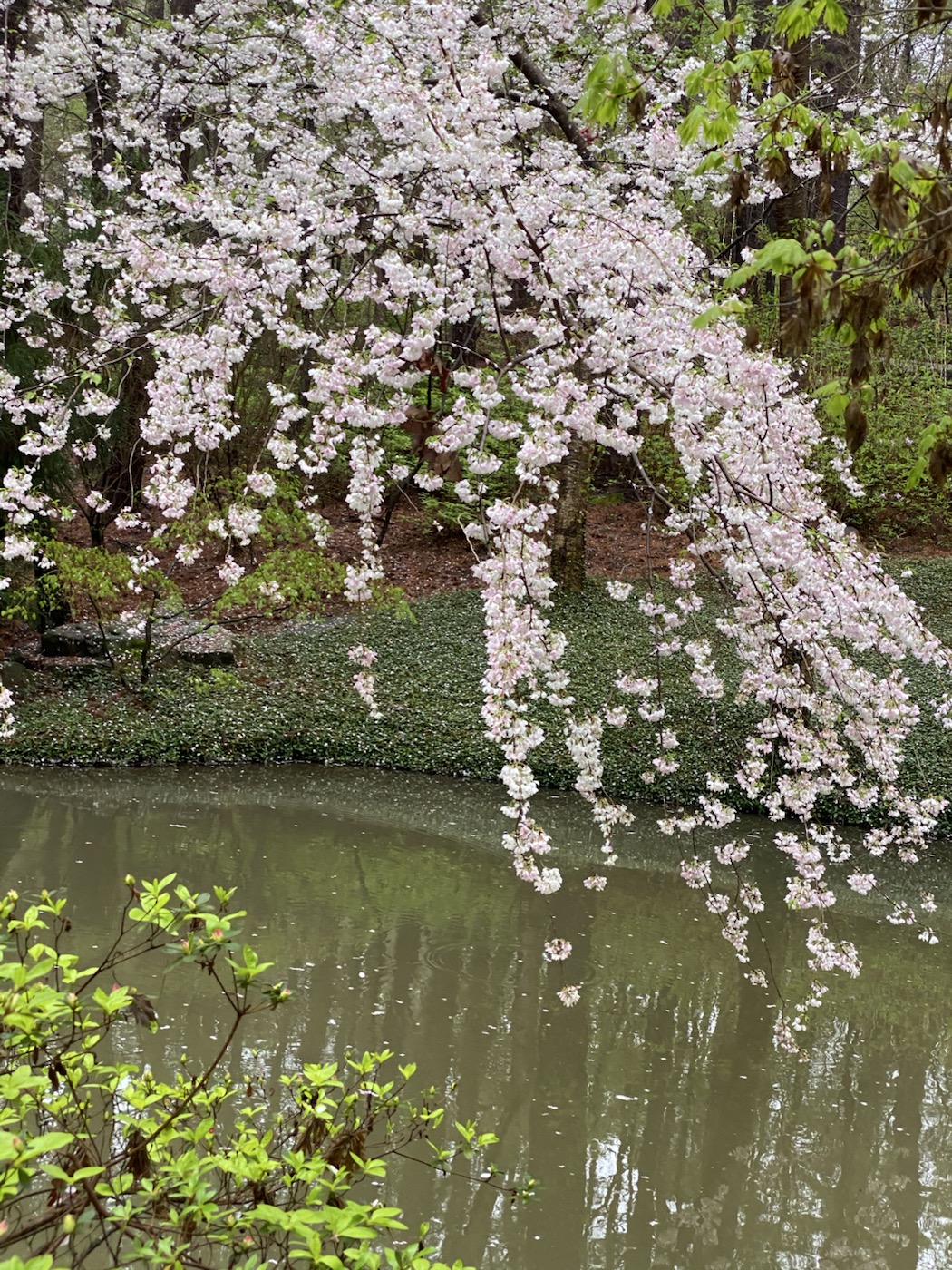 Garvan Woodland Gardens water and blossoms